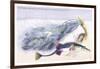 Fifteen Spined Stickleback Nest and Eggs-Robert Hamilton-Framed Art Print