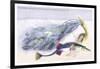 Fifteen Spined Stickleback Nest and Eggs-Robert Hamilton-Framed Art Print