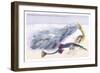 Fifteen Spined Stickleback Nest and Eggs-Robert Hamilton-Framed Art Print