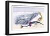 Fifteen Spined Stickleback Nest and Eggs-Robert Hamilton-Framed Art Print