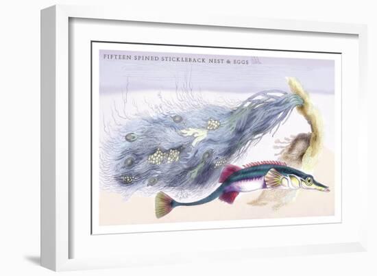 Fifteen Spined Stickleback Nest and Eggs-Robert Hamilton-Framed Art Print