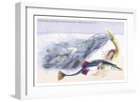 Fifteen Spined Stickleback Nest and Eggs-Robert Hamilton-Framed Art Print