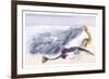 Fifteen Spined Stickleback Nest and Eggs-Robert Hamilton-Framed Art Print