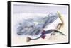 Fifteen Spined Stickleback Nest and Eggs-Robert Hamilton-Framed Stretched Canvas