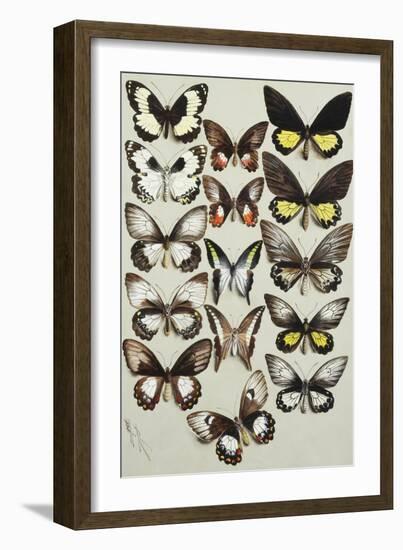 Fifteen Swallowtail butterflies (Family Papilionidae) in three columns-Marian Ellis Rowan-Framed Giclee Print