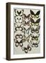 Fifteen Swallowtail butterflies (Family Papilionidae) in three columns-Marian Ellis Rowan-Framed Giclee Print