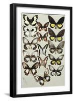 Fifteen Swallowtail butterflies (Family Papilionidae) in three columns-Marian Ellis Rowan-Framed Giclee Print