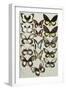 Fifteen Swallowtail butterflies (Family Papilionidae) in three columns-Marian Ellis Rowan-Framed Giclee Print