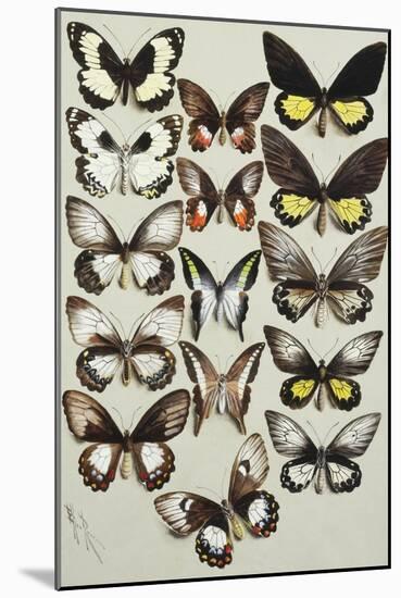 Fifteen Swallowtail butterflies (Family Papilionidae) in three columns-Marian Ellis Rowan-Mounted Giclee Print