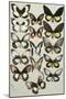 Fifteen Swallowtail butterflies (Family Papilionidae) in three columns-Marian Ellis Rowan-Mounted Giclee Print