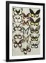 Fifteen Swallowtail butterflies (Family Papilionidae) in three columns-Marian Ellis Rowan-Framed Giclee Print