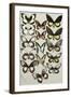 Fifteen Swallowtail butterflies (Family Papilionidae) in three columns-Marian Ellis Rowan-Framed Giclee Print