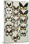 Fifteen Swallowtail butterflies (Family Papilionidae) in three columns-Marian Ellis Rowan-Mounted Giclee Print
