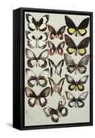 Fifteen Swallowtail butterflies (Family Papilionidae) in three columns-Marian Ellis Rowan-Framed Stretched Canvas
