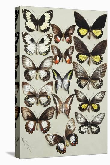 Fifteen Swallowtail butterflies (Family Papilionidae) in three columns-Marian Ellis Rowan-Stretched Canvas