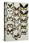 Fifteen Swallowtail butterflies (Family Papilionidae) in three columns-Marian Ellis Rowan-Stretched Canvas