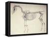Fifth Anatomical Table, from 'The Anatomy of the Horse'-George Stubbs-Framed Stretched Canvas