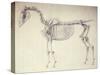 Fifth Anatomical Table, from 'The Anatomy of the Horse'-George Stubbs-Stretched Canvas