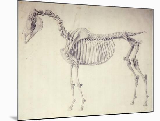 Fifth Anatomical Table, from 'The Anatomy of the Horse'-George Stubbs-Mounted Giclee Print