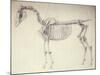 Fifth Anatomical Table, from 'The Anatomy of the Horse'-George Stubbs-Mounted Giclee Print