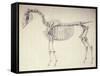 Fifth Anatomical Table, from 'The Anatomy of the Horse'-George Stubbs-Framed Stretched Canvas