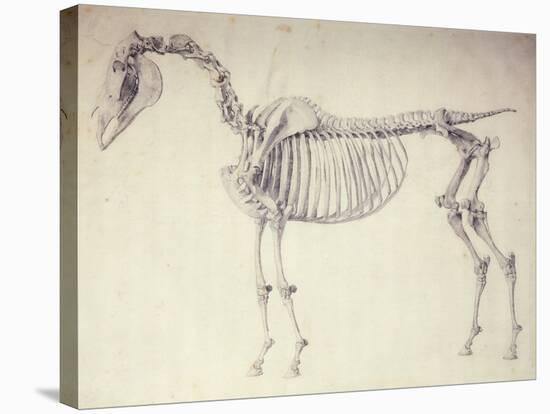 Fifth Anatomical Table, from 'The Anatomy of the Horse'-George Stubbs-Stretched Canvas