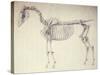 Fifth Anatomical Table, from 'The Anatomy of the Horse'-George Stubbs-Stretched Canvas