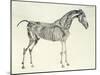 Fifth Anatomical Table, from The Anatomy of the Horse-George Stubbs-Mounted Giclee Print