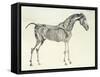 Fifth Anatomical Table, from The Anatomy of the Horse-George Stubbs-Framed Stretched Canvas