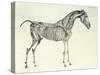 Fifth Anatomical Table, from The Anatomy of the Horse-George Stubbs-Stretched Canvas