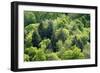 Fifty Shades Of Green-Brenda Petrella Photography LLC-Framed Giclee Print