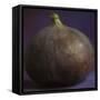 Fig in Studio-null-Framed Stretched Canvas