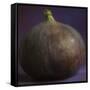 Fig in Studio-null-Framed Stretched Canvas