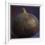 Fig in Studio-null-Framed Photographic Print