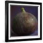 Fig in Studio-null-Framed Photographic Print