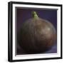 Fig in Studio-null-Framed Photographic Print