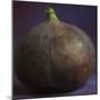 Fig in Studio-null-Mounted Photographic Print