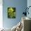 Fig Leaf, Autumn-null-Photographic Print displayed on a wall