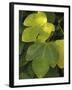 Fig Leaf, Autumn-null-Framed Photographic Print
