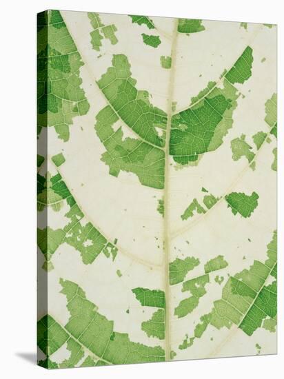 Fig leaf-Josh Westrich-Stretched Canvas