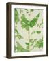 Fig leaf-Josh Westrich-Framed Photographic Print