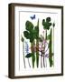 Fig leaves' mono print-Sarah Thompson-Engels-Framed Giclee Print