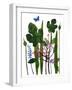 Fig leaves' mono print-Sarah Thompson-Engels-Framed Giclee Print