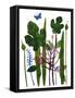 Fig leaves' mono print-Sarah Thompson-Engels-Framed Stretched Canvas