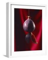 Fig on a string with segments, 2003-Norman Hollands-Framed Photographic Print