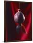 Fig on a string with segments, 2003-Norman Hollands-Framed Photographic Print