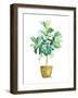 Fig Plant-Patricia Pinto-Framed Art Print
