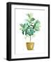 Fig Plant-Patricia Pinto-Framed Art Print