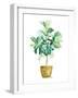 Fig Plant-Patricia Pinto-Framed Art Print