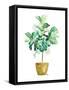 Fig Plant-Patricia Pinto-Framed Stretched Canvas